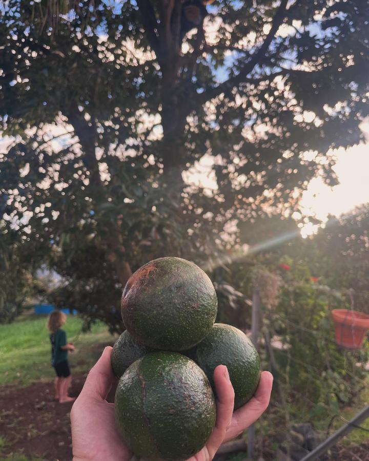 Lucky Lemons - Boutique Madeira - 2 *
